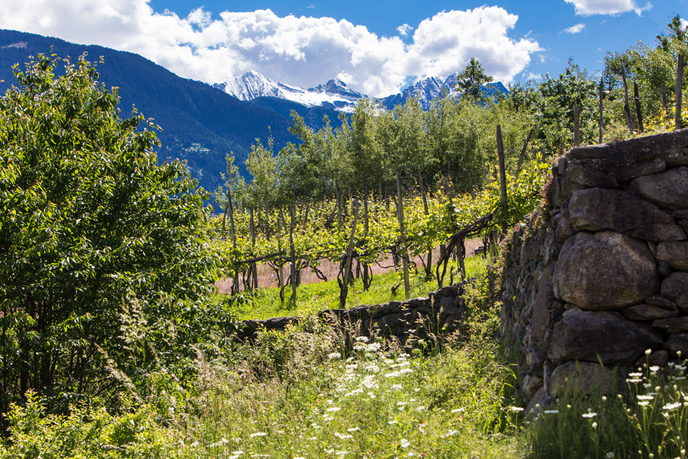 Vineyard and cultivation