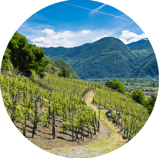La presenza del Nebbiolo in Valtellina è storia millenaria, un'uva locale che dialoga con la roccia
